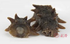 長島海參的優(yōu)勢