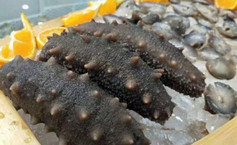 如何對進行海參室內控溫養(yǎng)殖