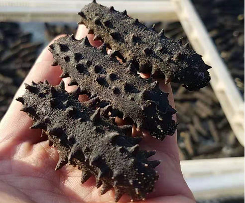 怎樣買(mǎi)到真正的砣磯島大欽島海參