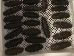 冬季海參季開(kāi)始啦!